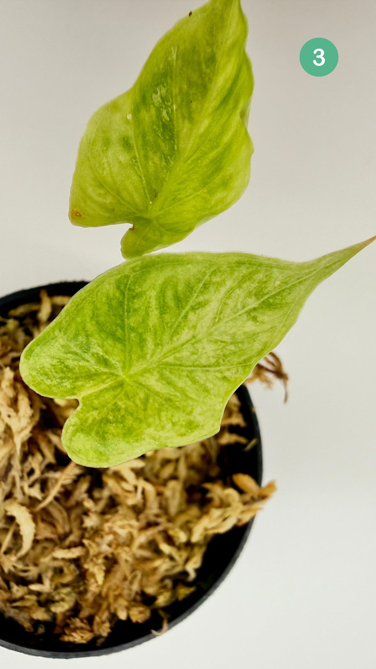Alocasia Puber Aurea Variegata