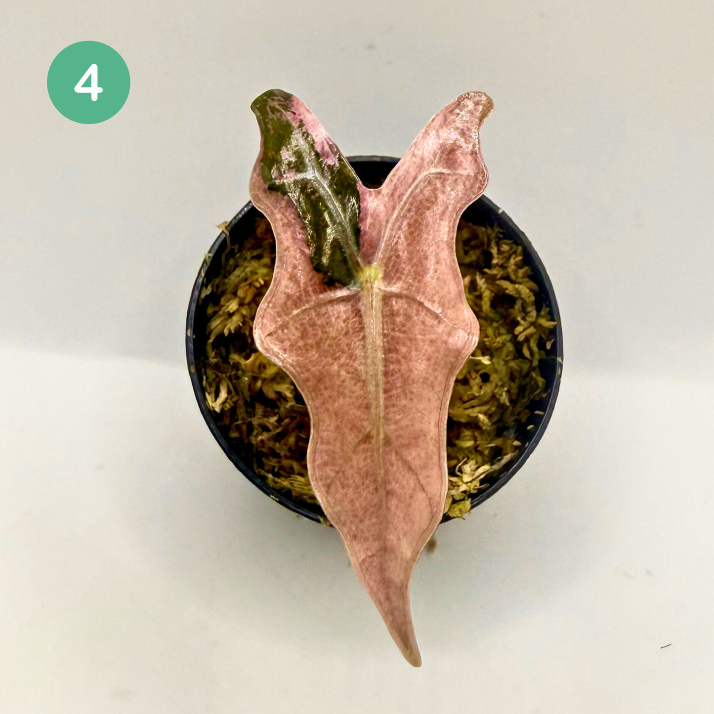 Alocasia Sanderiana Nobilis Pink Variegata