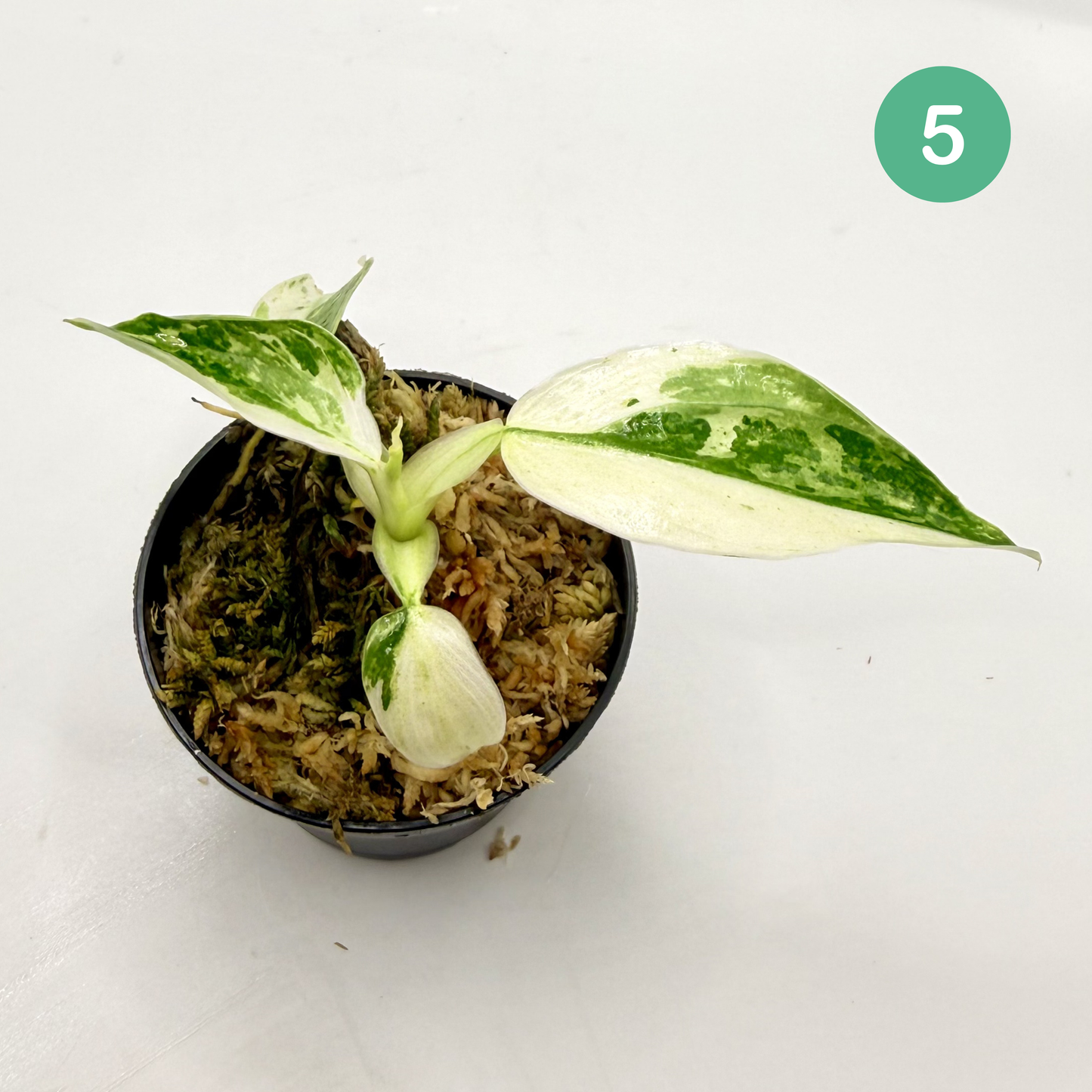 Philodendron Billietiae x José Buono Variegated
