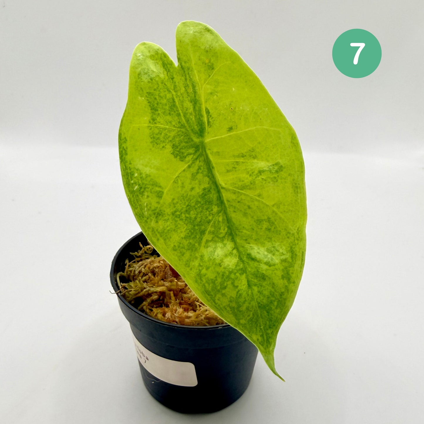 Alocasia Longiloba Aurea Variegata
