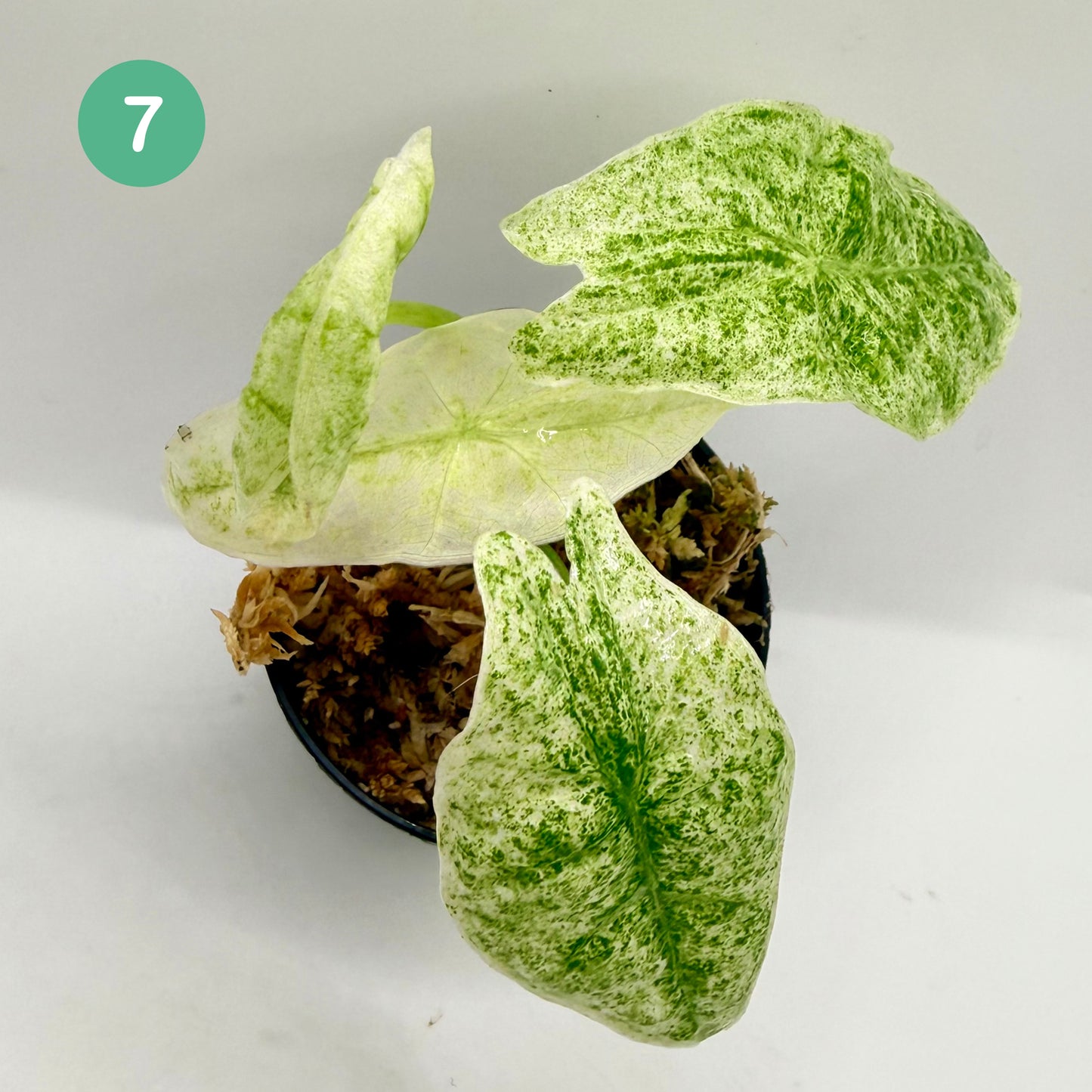 Alocasia Longiloba Mottled Variegata