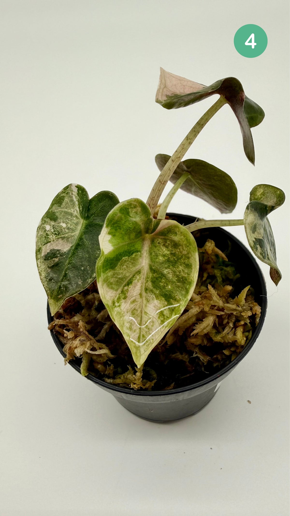Alocasia Heart Balloon Pink/Albo Variegata