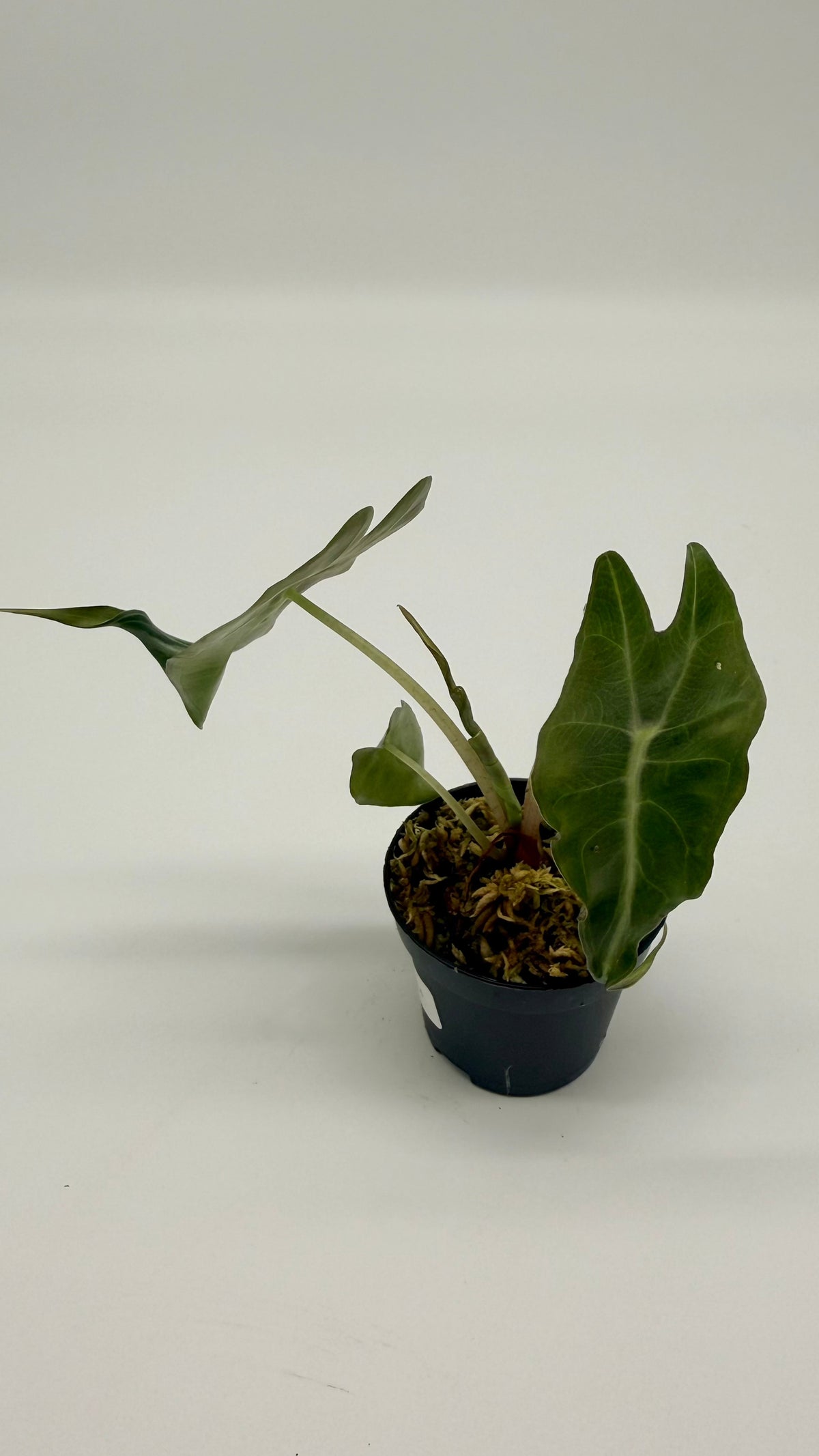 Alocasia Venom