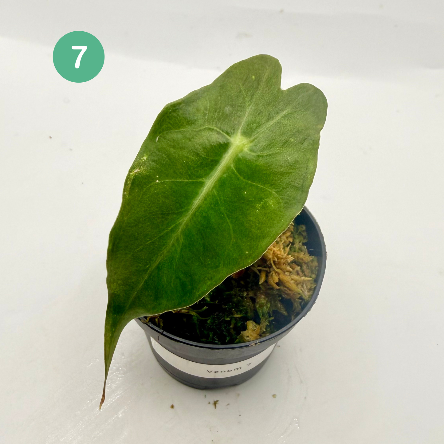 Alocasia Venom