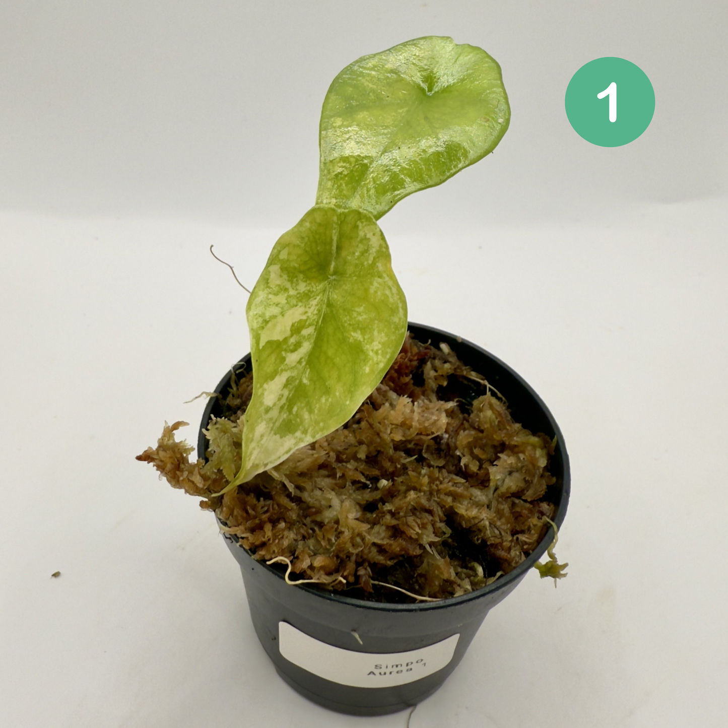 Alocasia Simpo Aurea Variegata