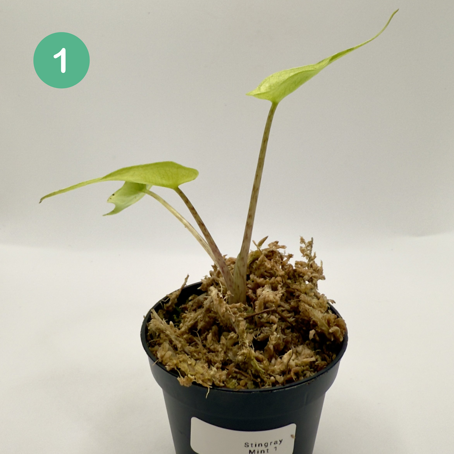 Alocasia Stingray Mint Variegata