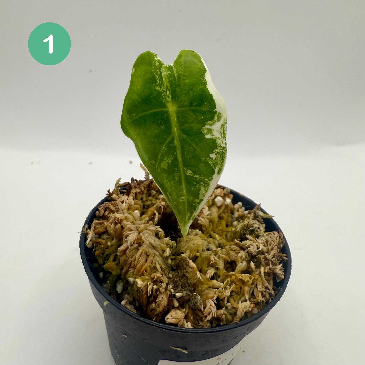 Alocasia Frydek Variegata