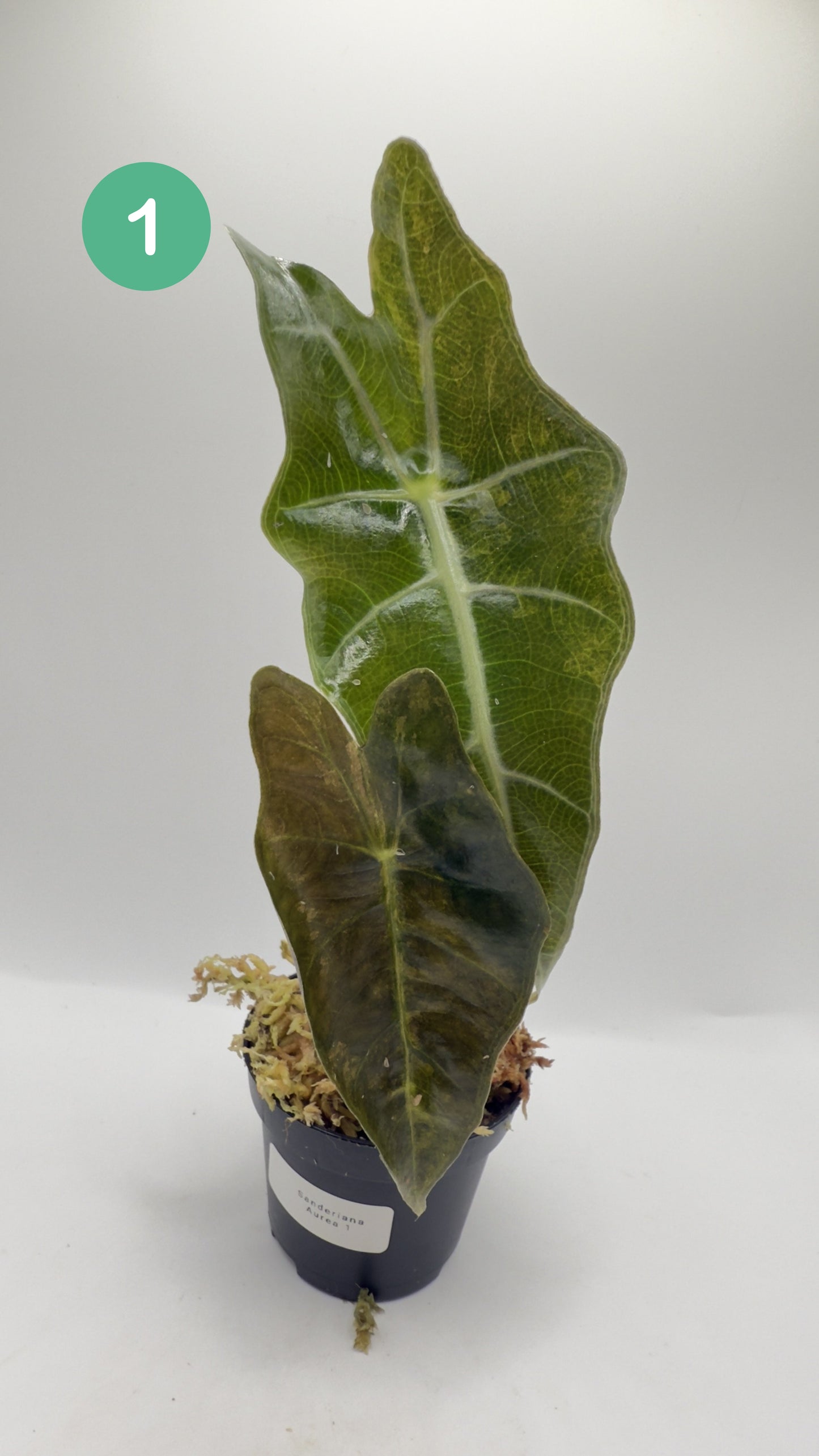 Alocasia Sanderiana Bull Aurea Variegata