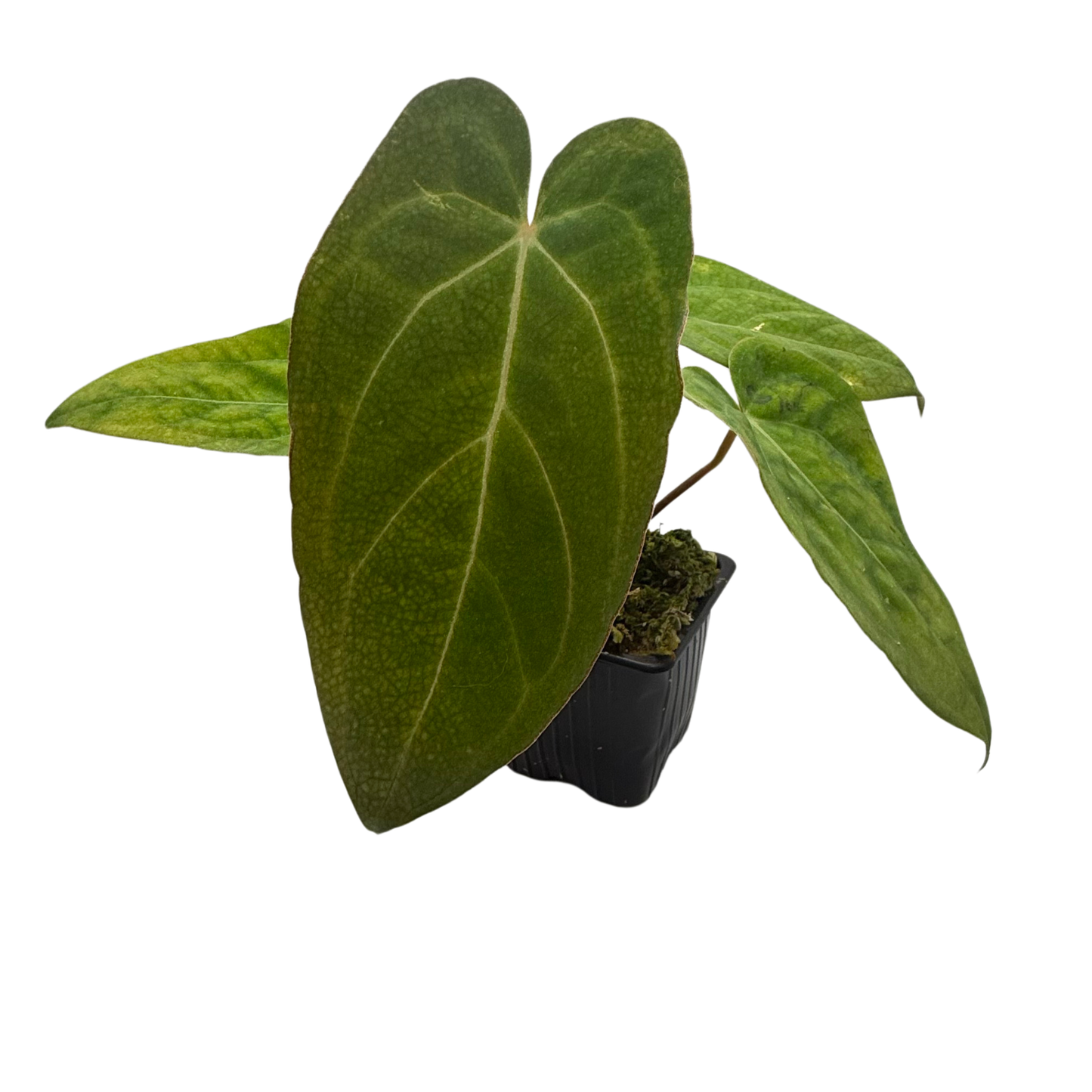 Anthurium Papillilaminum X