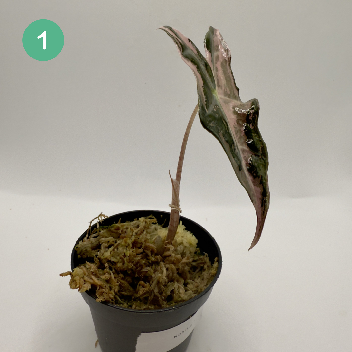 Alocasia Sanderiana Nobilis Pink Variegata