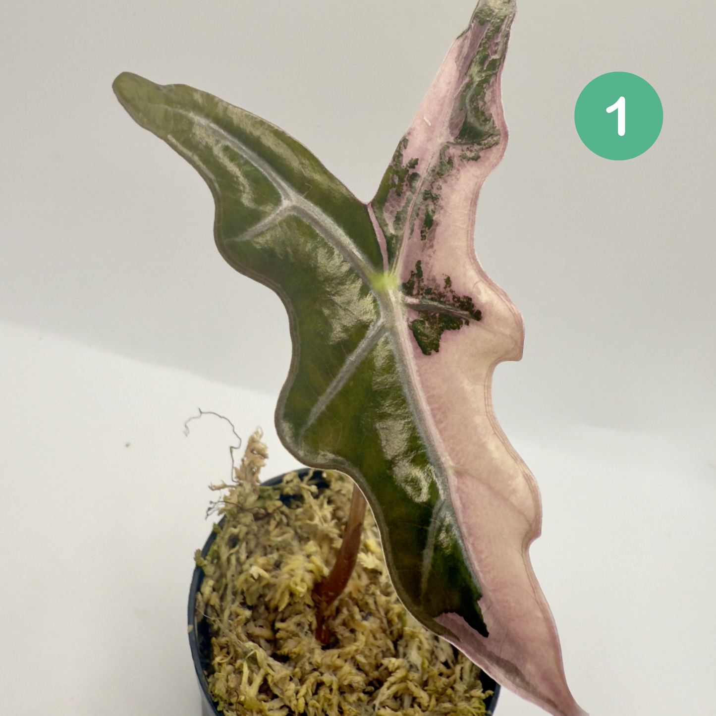Alocasia Sanderiana Nobilis Pink Variegata