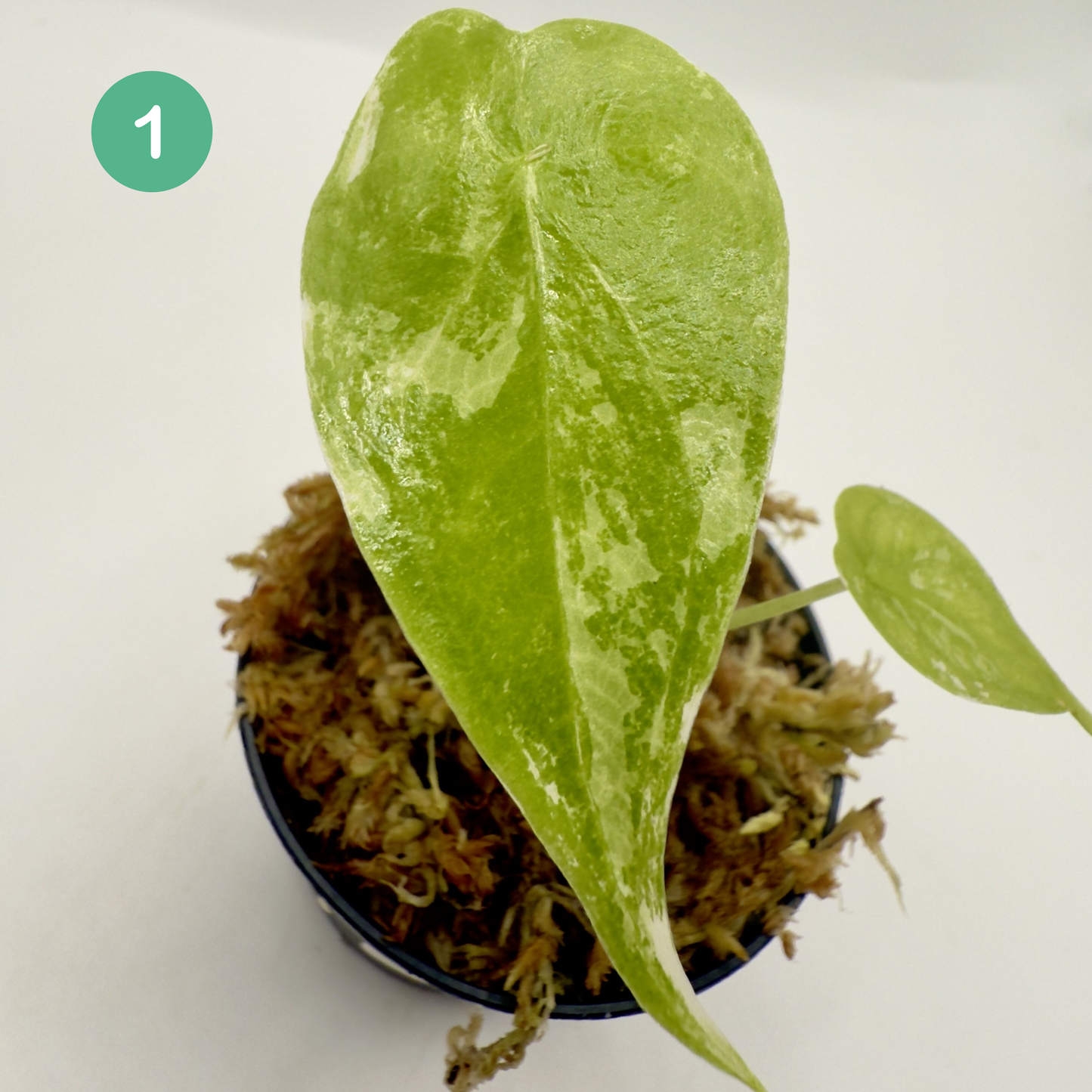 Alocasia Longiloba Albo Variegata