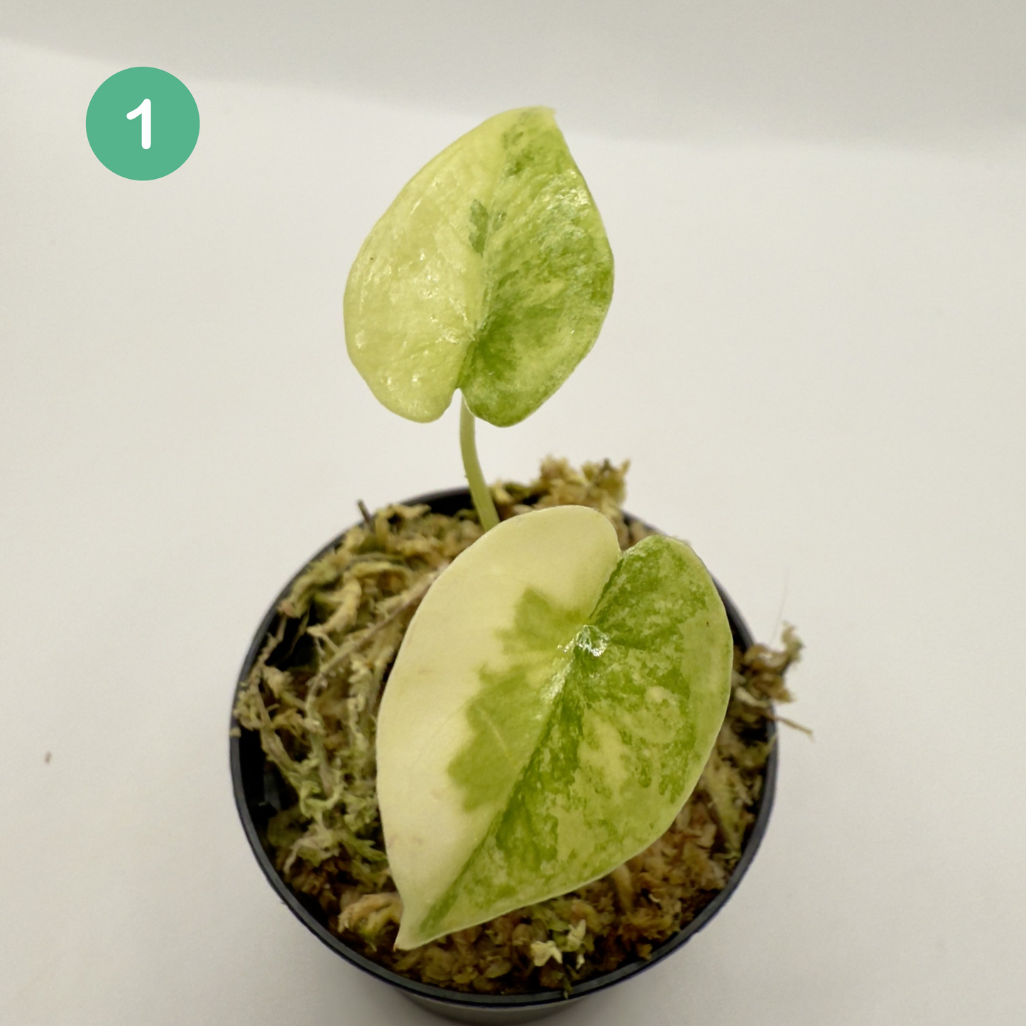Alocasia SP. (From Surat) Aurea Variegata