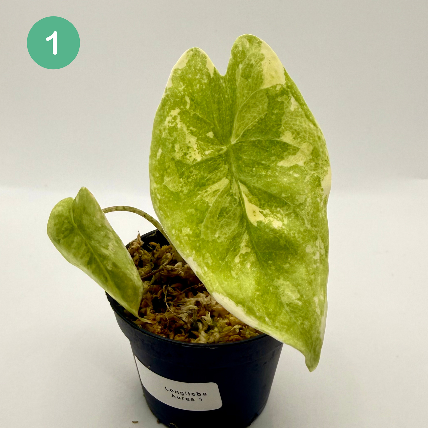 Alocasia Longiloba Aurea Variegata