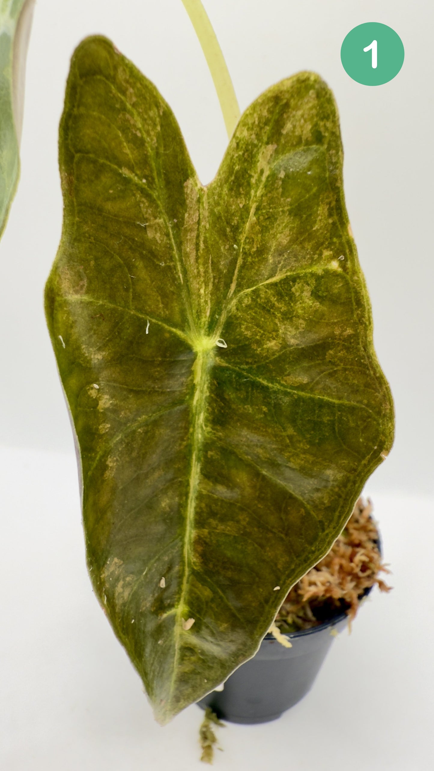 Alocasia Sanderiana Bull Aurea Variegata
