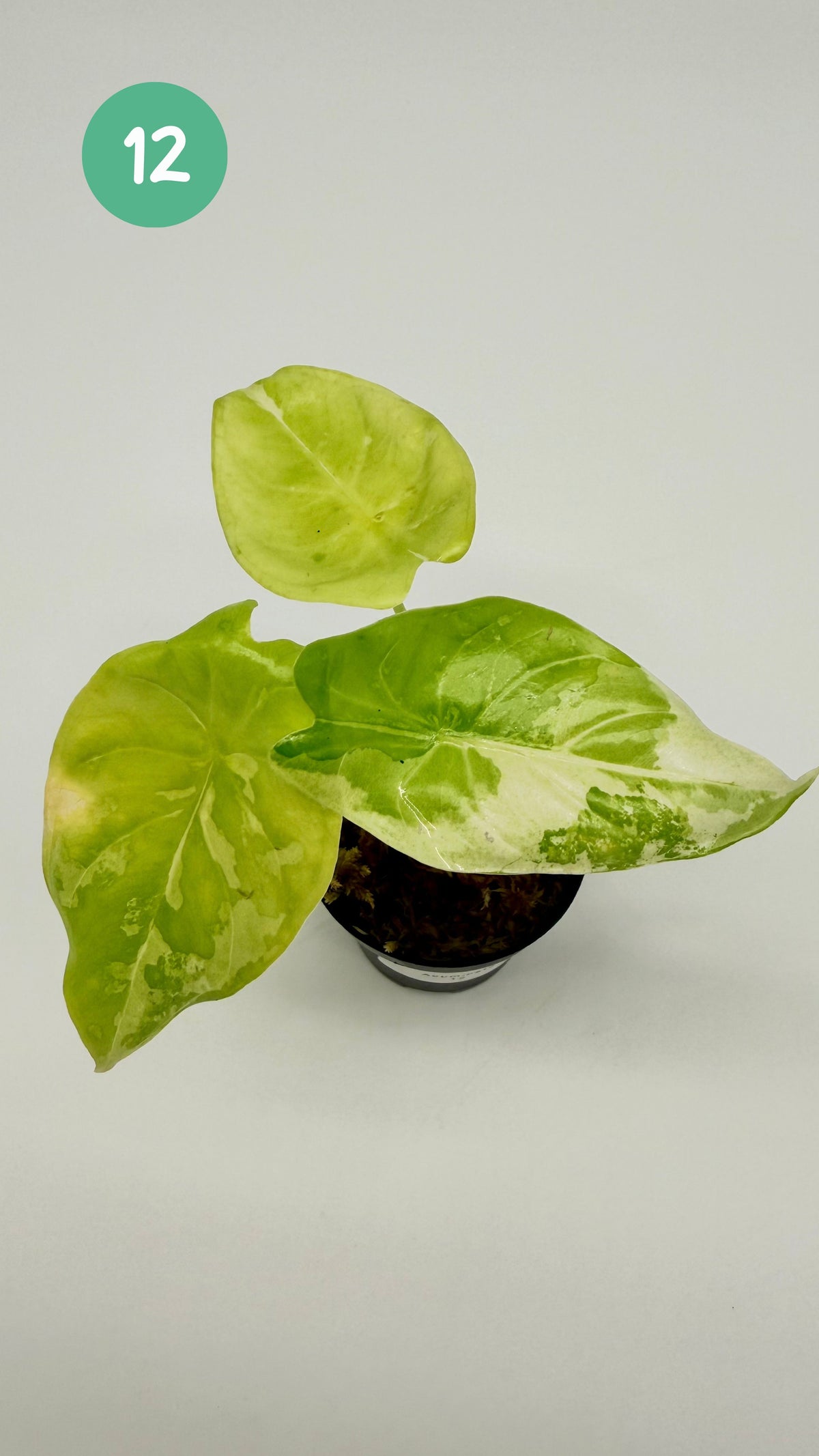 Alocasia Acuminata Albo Variegata