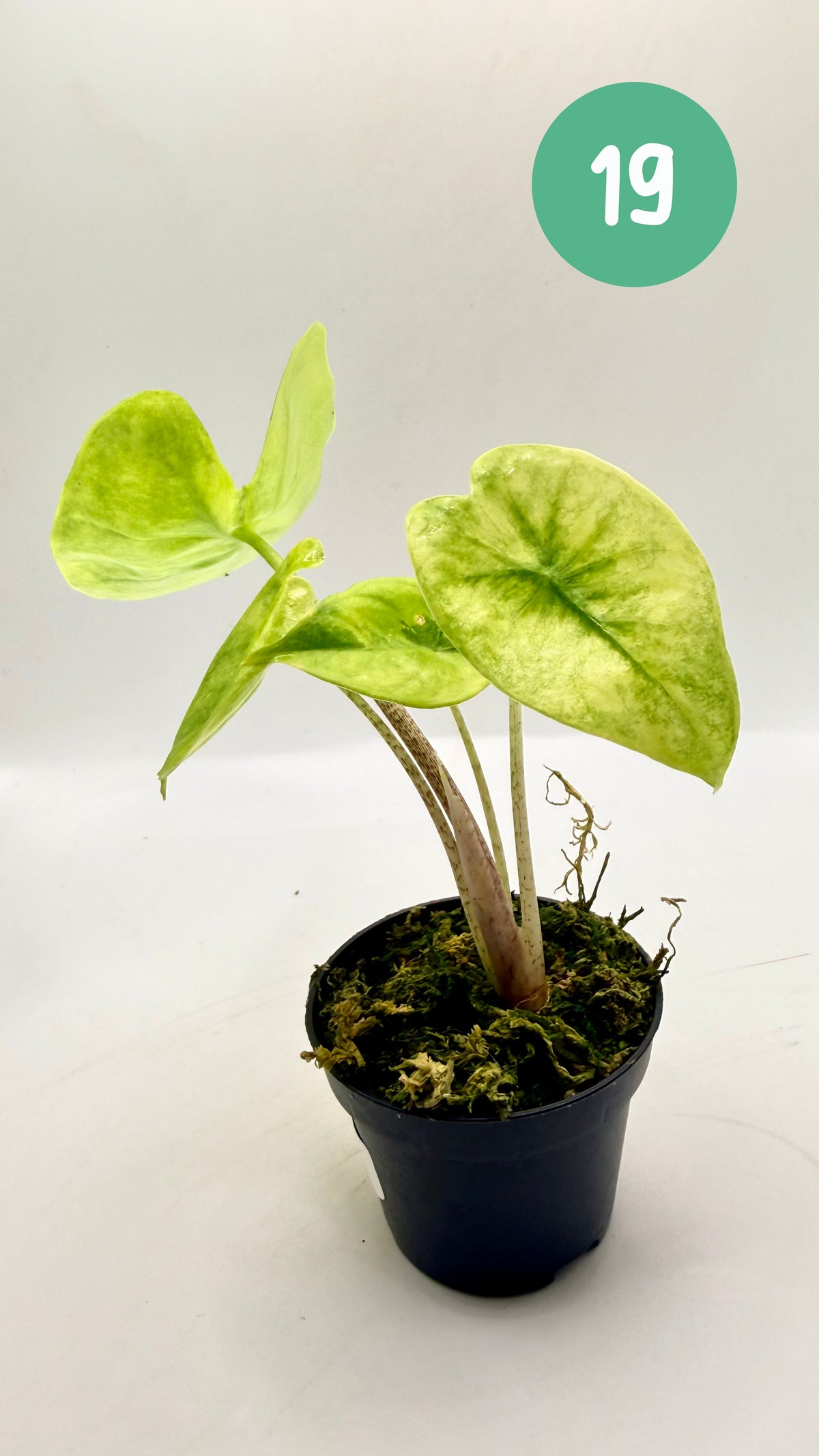 Alocasia Longiloba Aurea Variegata