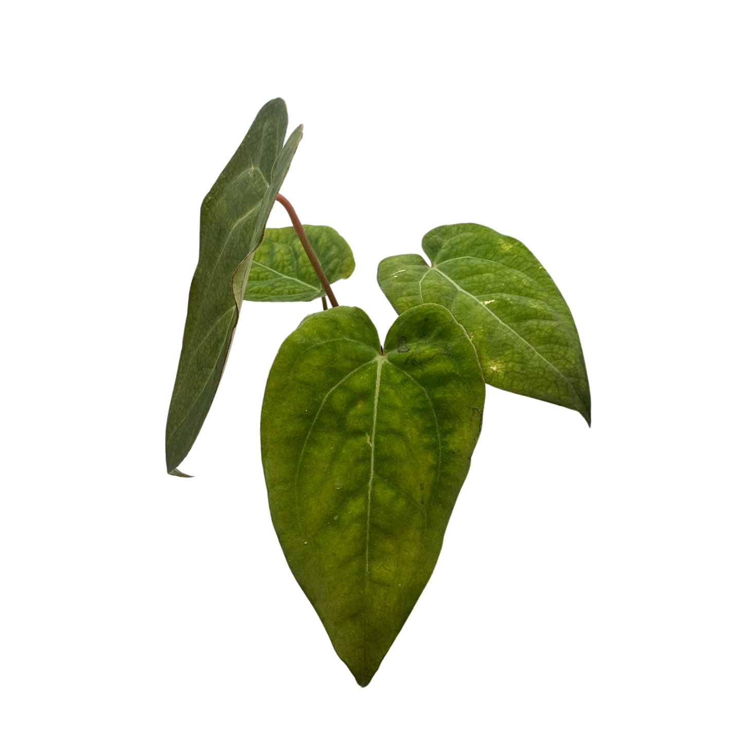 Anthurium Papillilaminum X