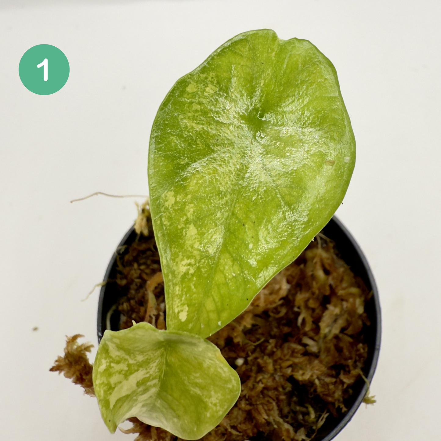 Alocasia Simpo Aurea Variegata