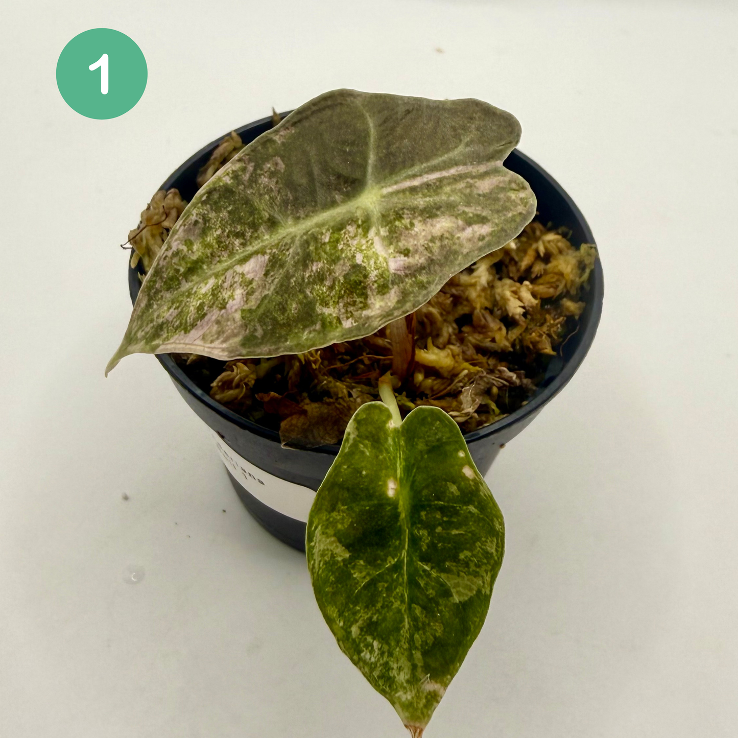 Alocasia Sanderiana Bull Pink/Albo Variegata