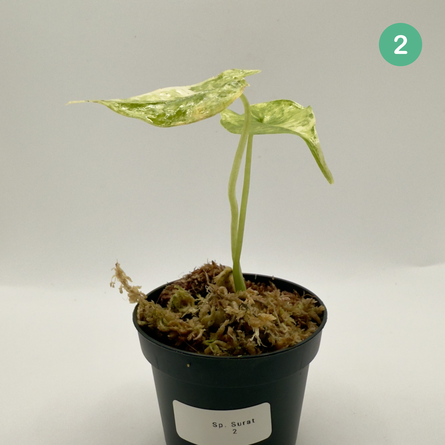 Alocasia SP. (From Surat) Aurea Variegata