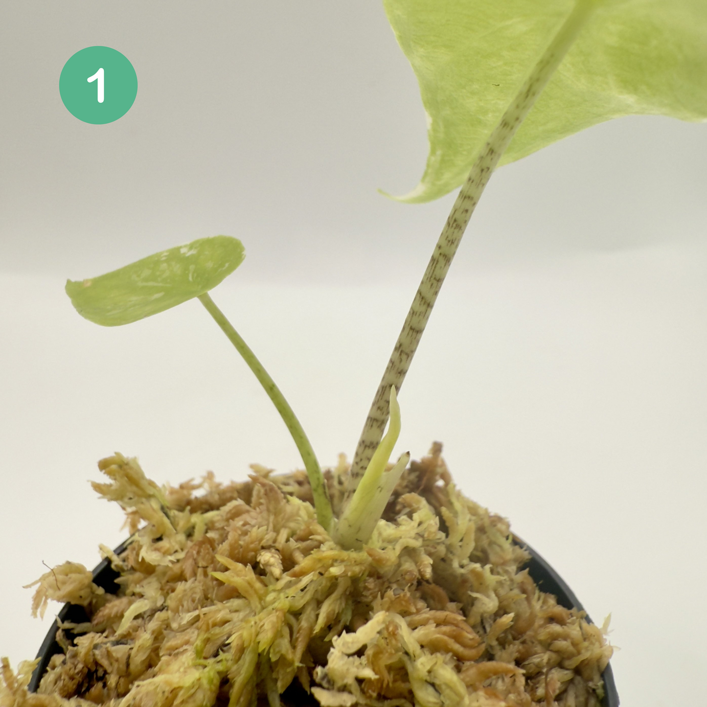 Alocasia Longiloba Albo Variegata