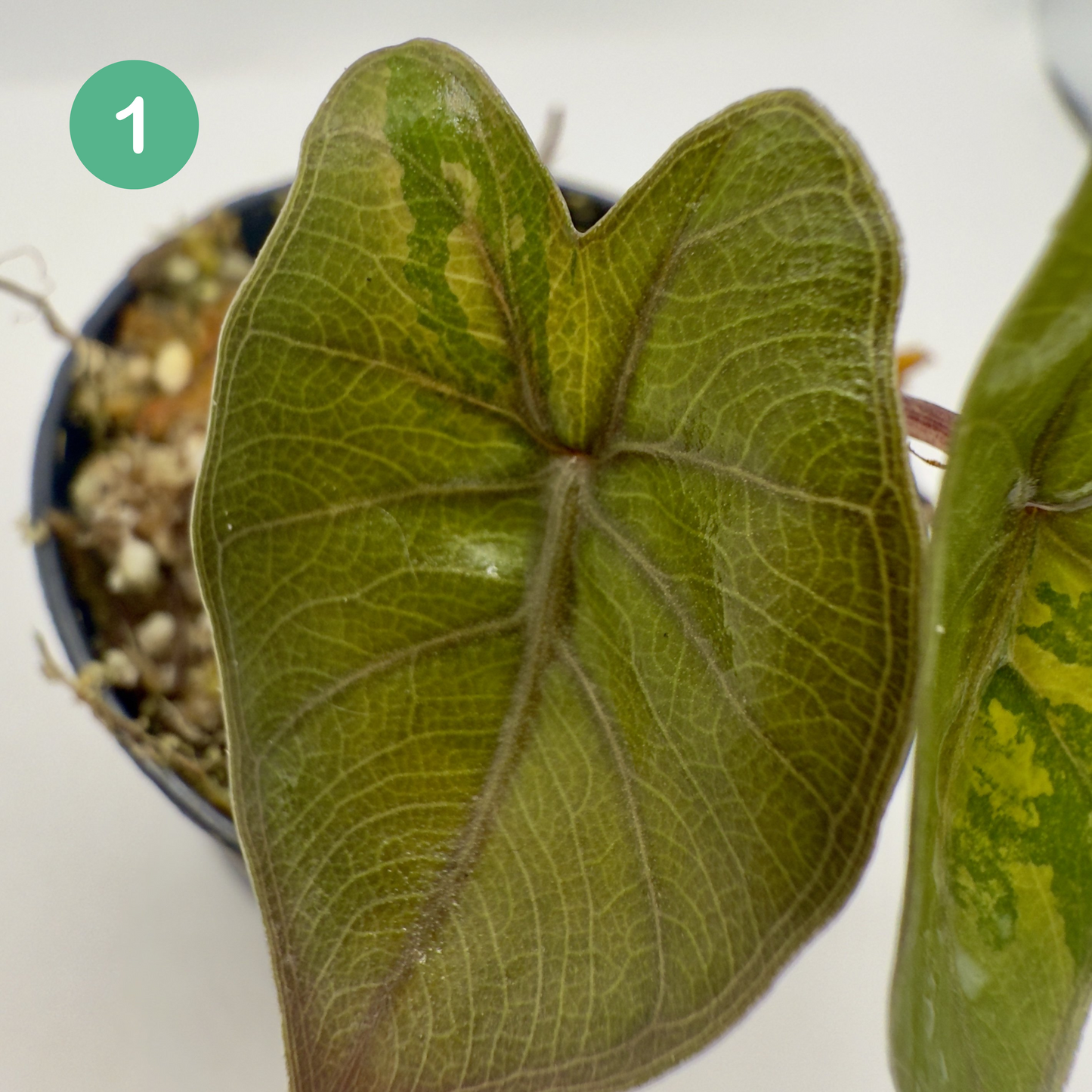 Alocasia Yucatán Princess Aurea Variegata