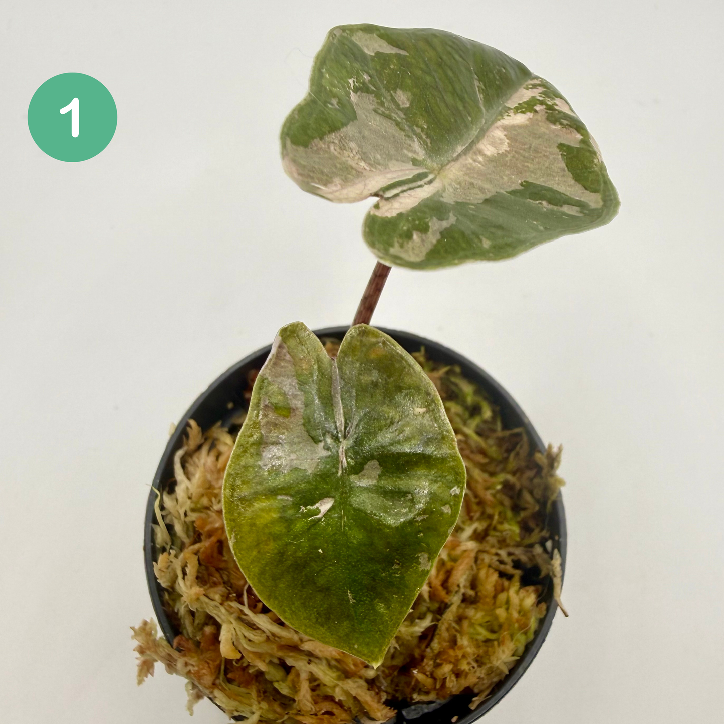 Alocasia Pseudo Sanderiana Albo/Pink Variegata