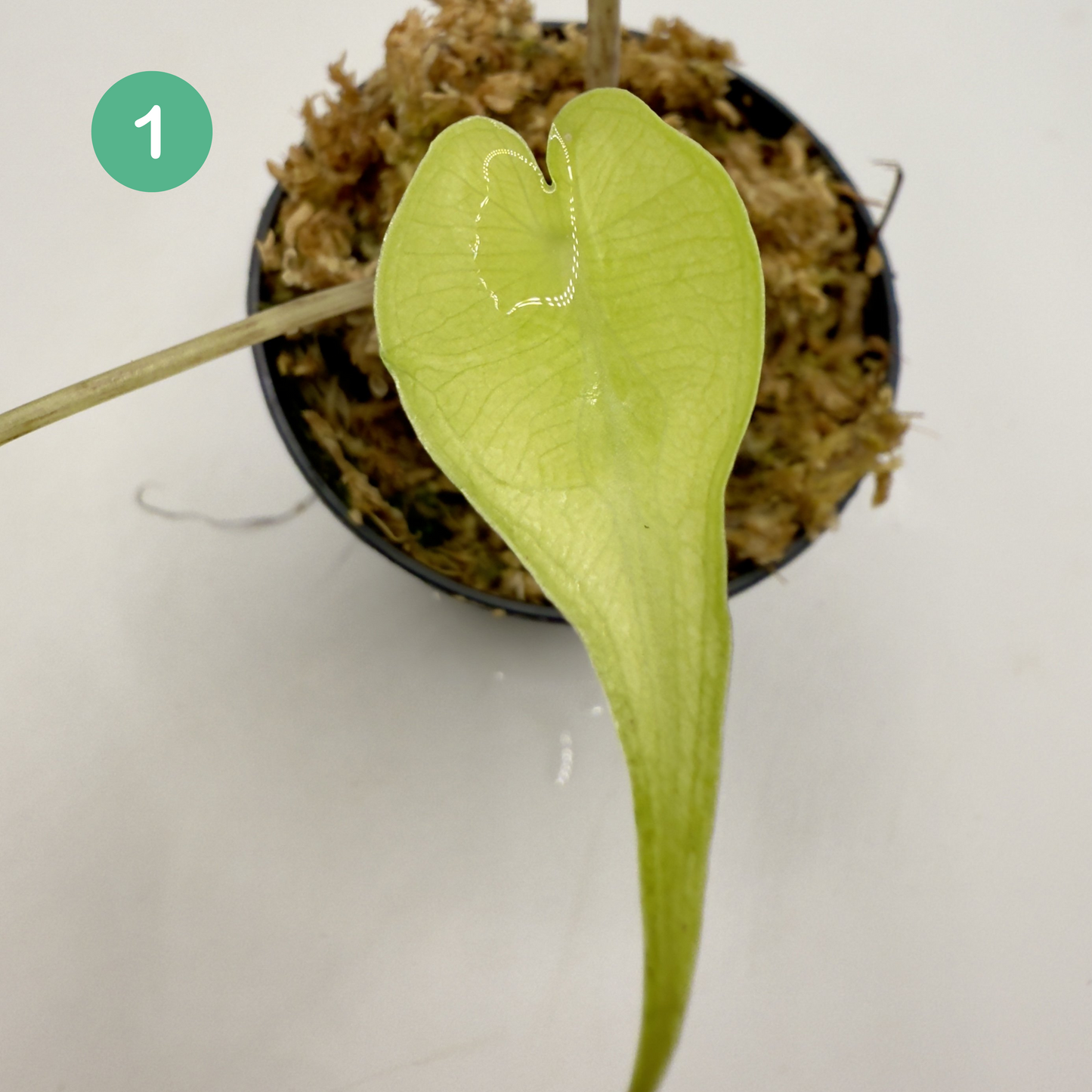 Alocasia Stingray Mint Variegata