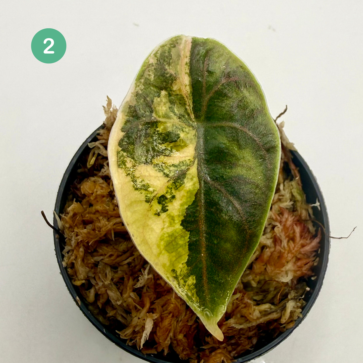 Alocasia Azlanii Aurea Variegata