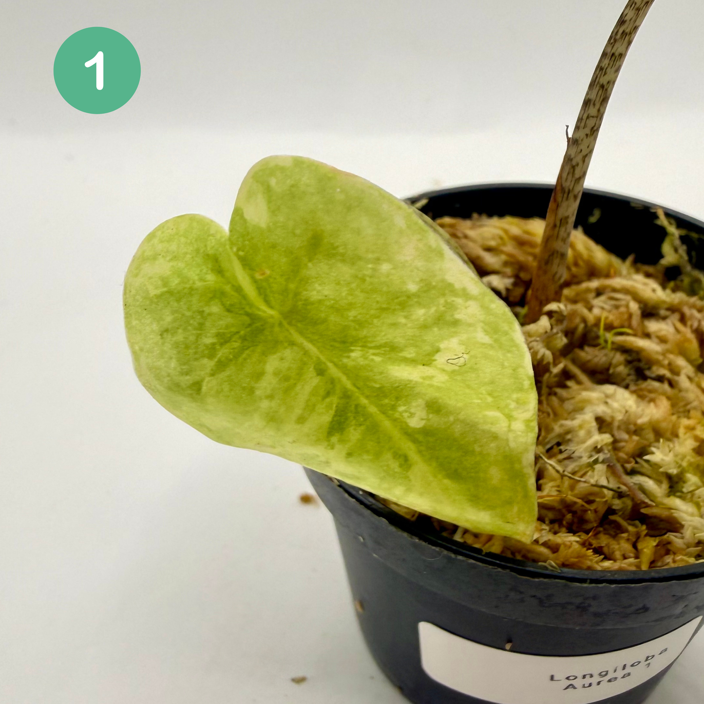 Alocasia Longiloba Aurea Variegata