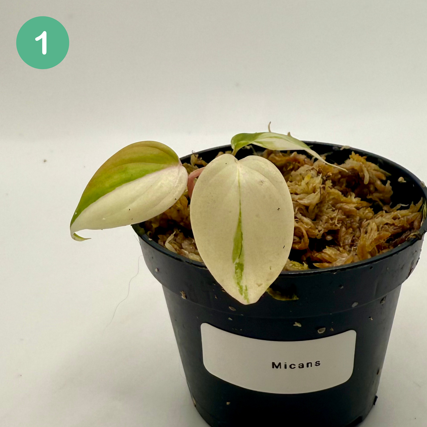 Philodendron Micans Pink/Aurea/Albo Variegated