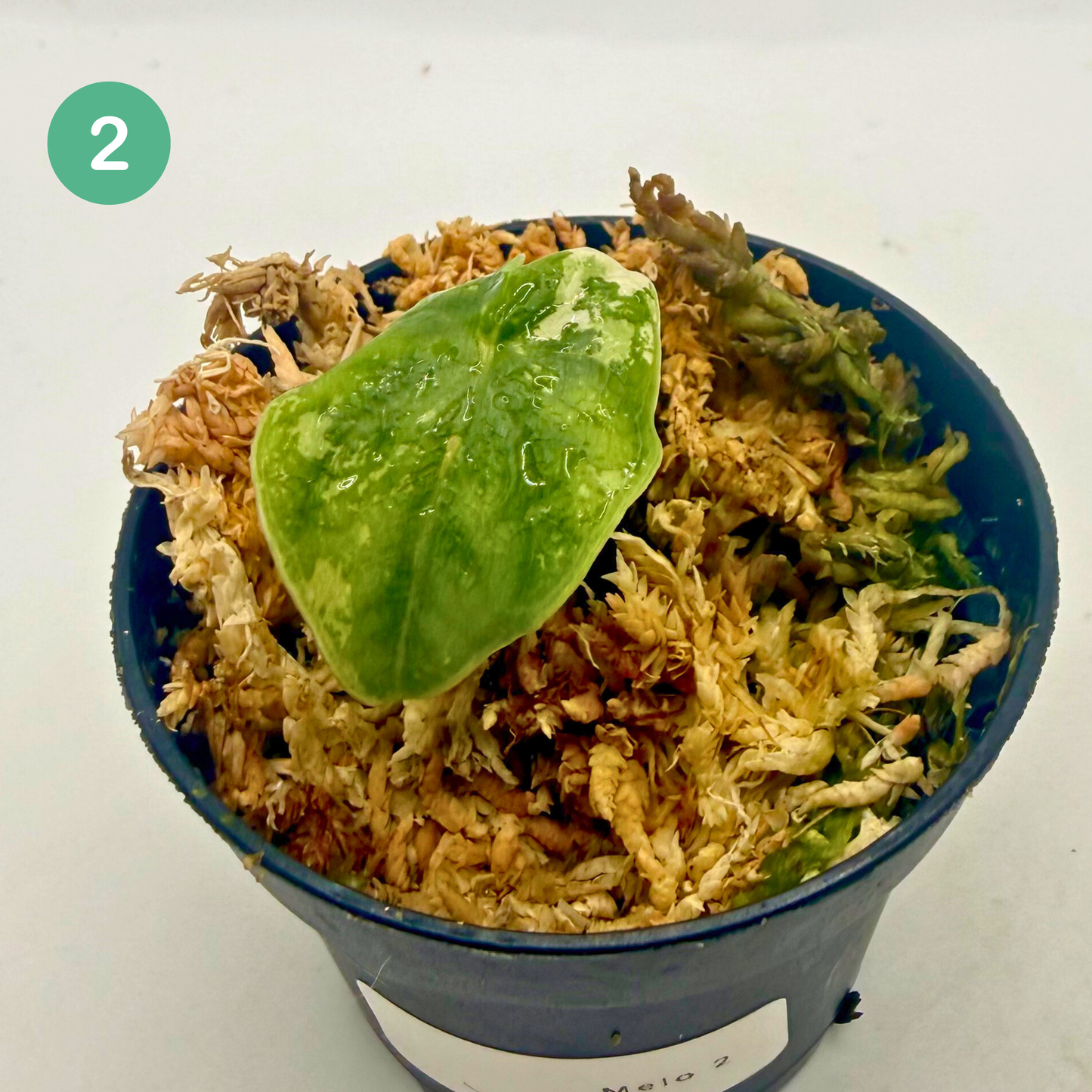 Alocasia Melo Albo Variegata