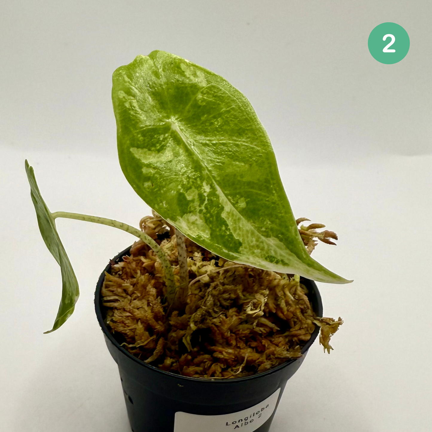 Alocasia Longiloba Albo Variegata