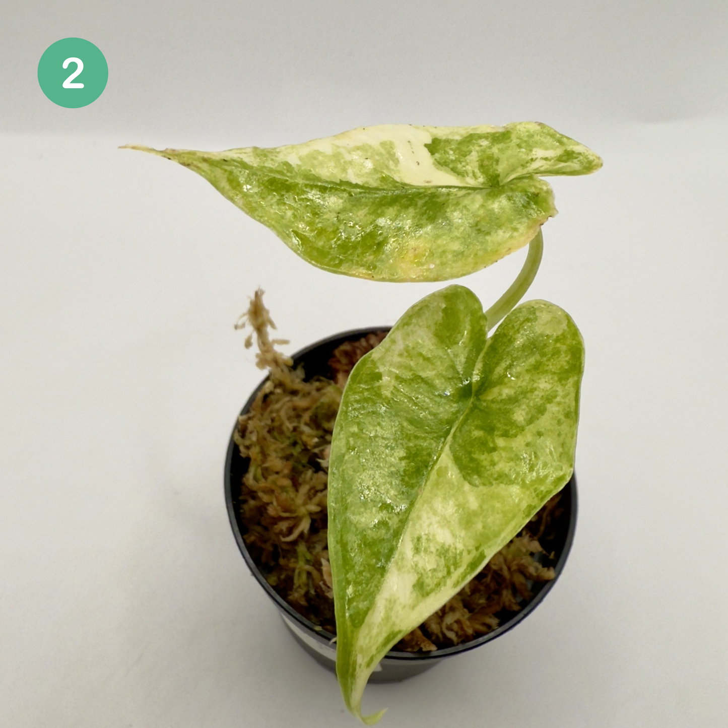 Alocasia SP. (From Surat) Aurea Variegata