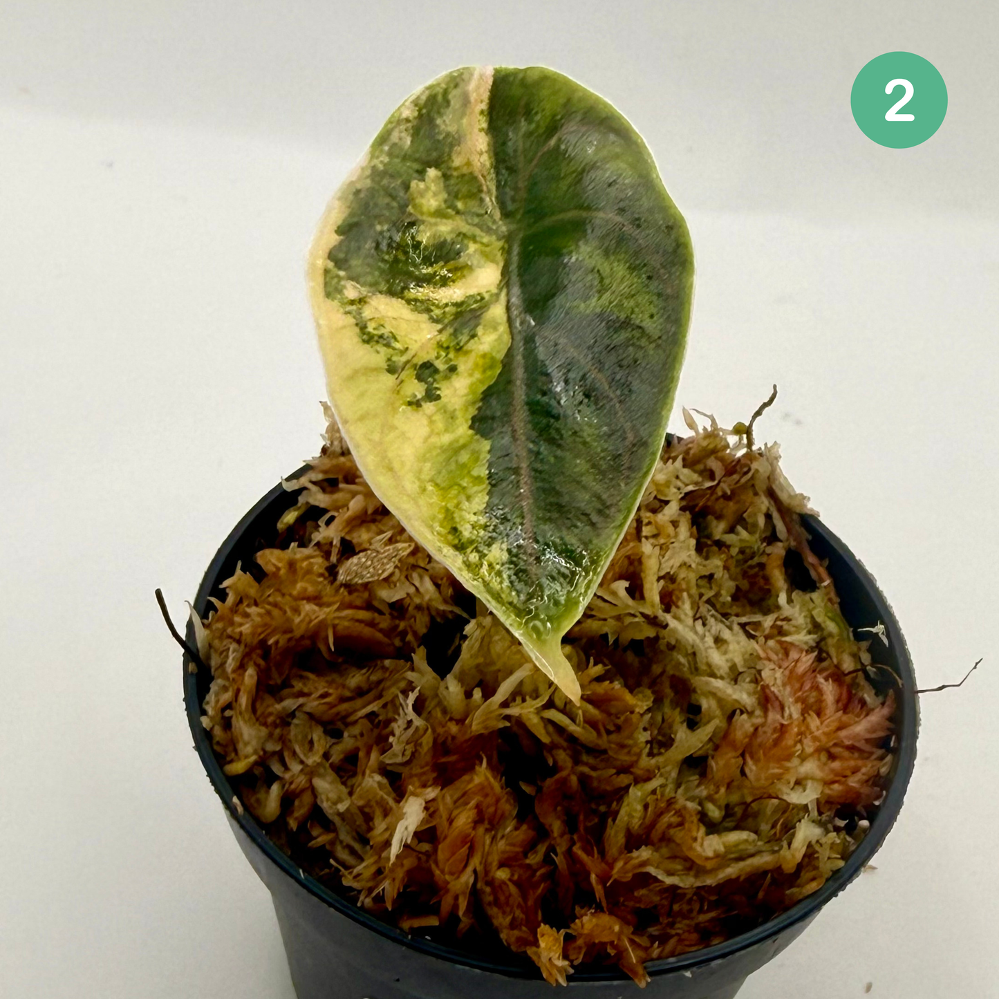 Alocasia Azlanii Aurea Variegata