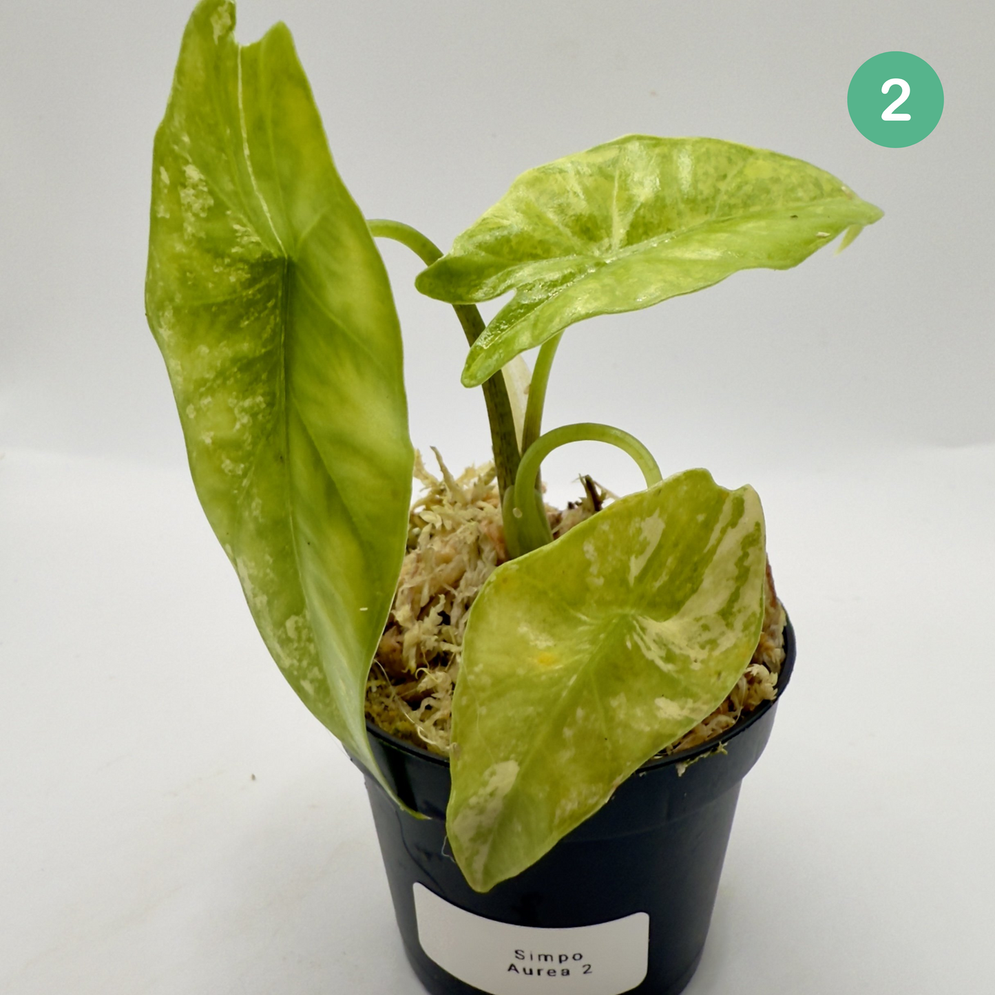 Alocasia Simpo Aurea Variegata