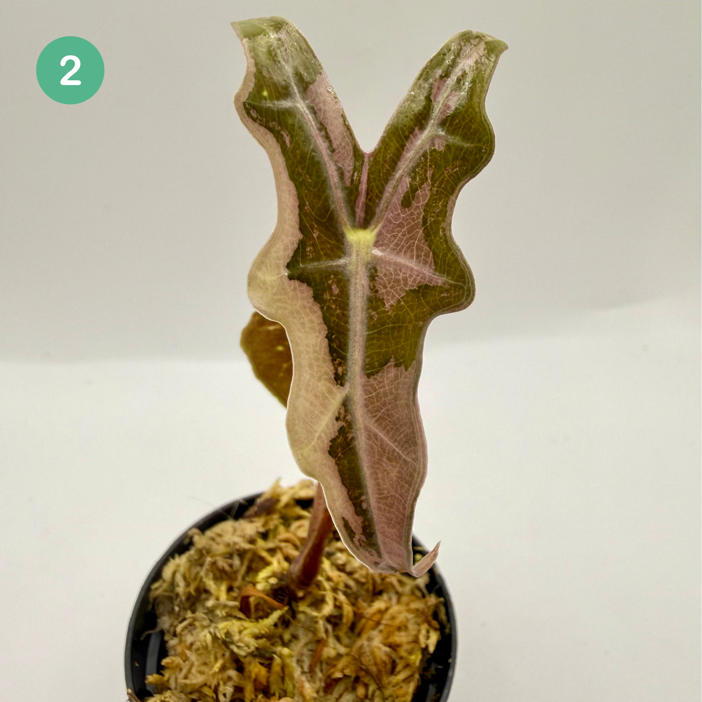 Alocasia Sanderiana Nobilis Pink Variegata