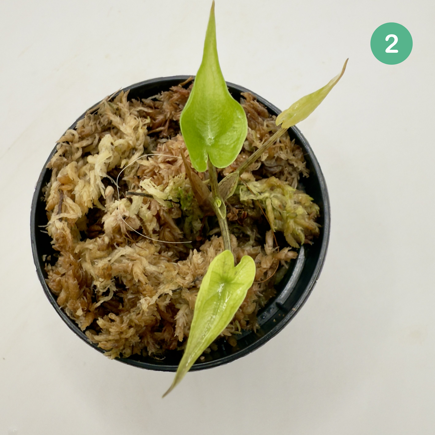 Alocasia Stingray Aurea Variegata