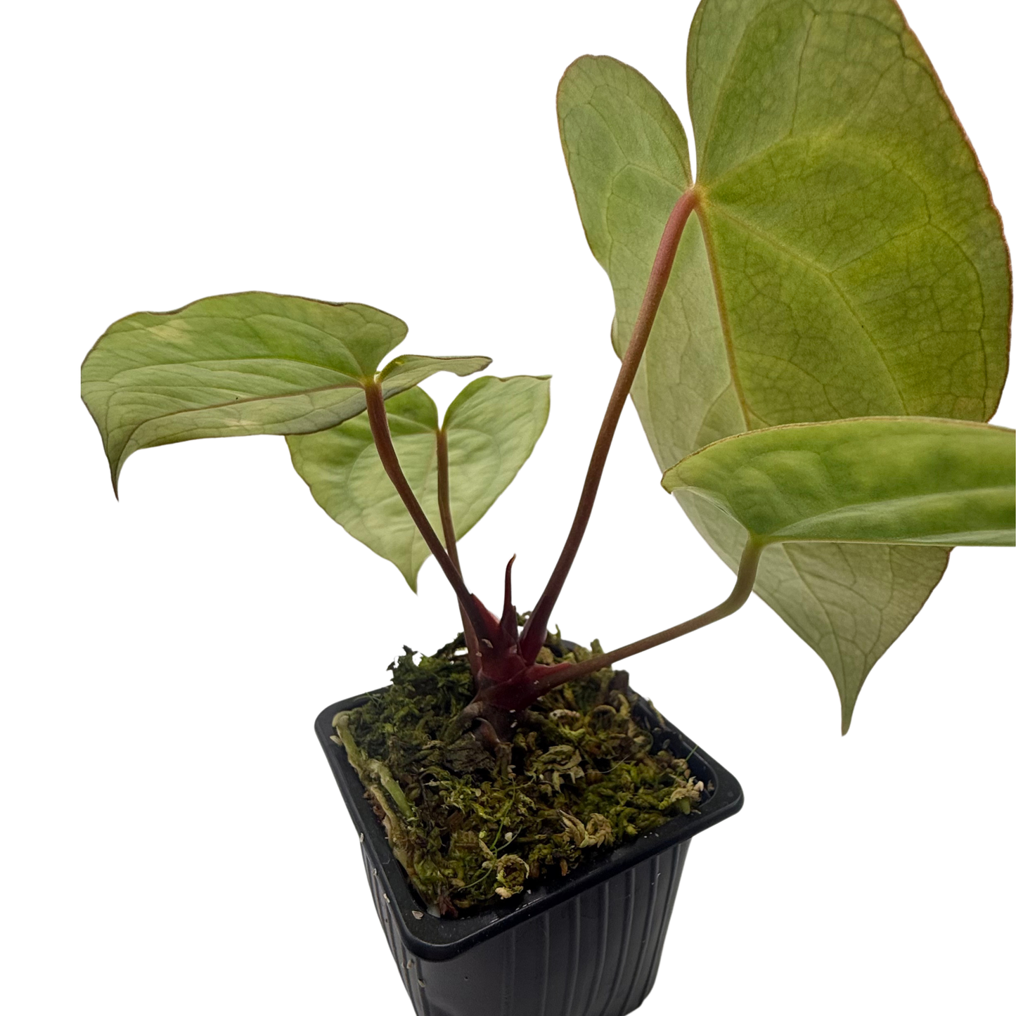 Anthurium Papillilaminum X