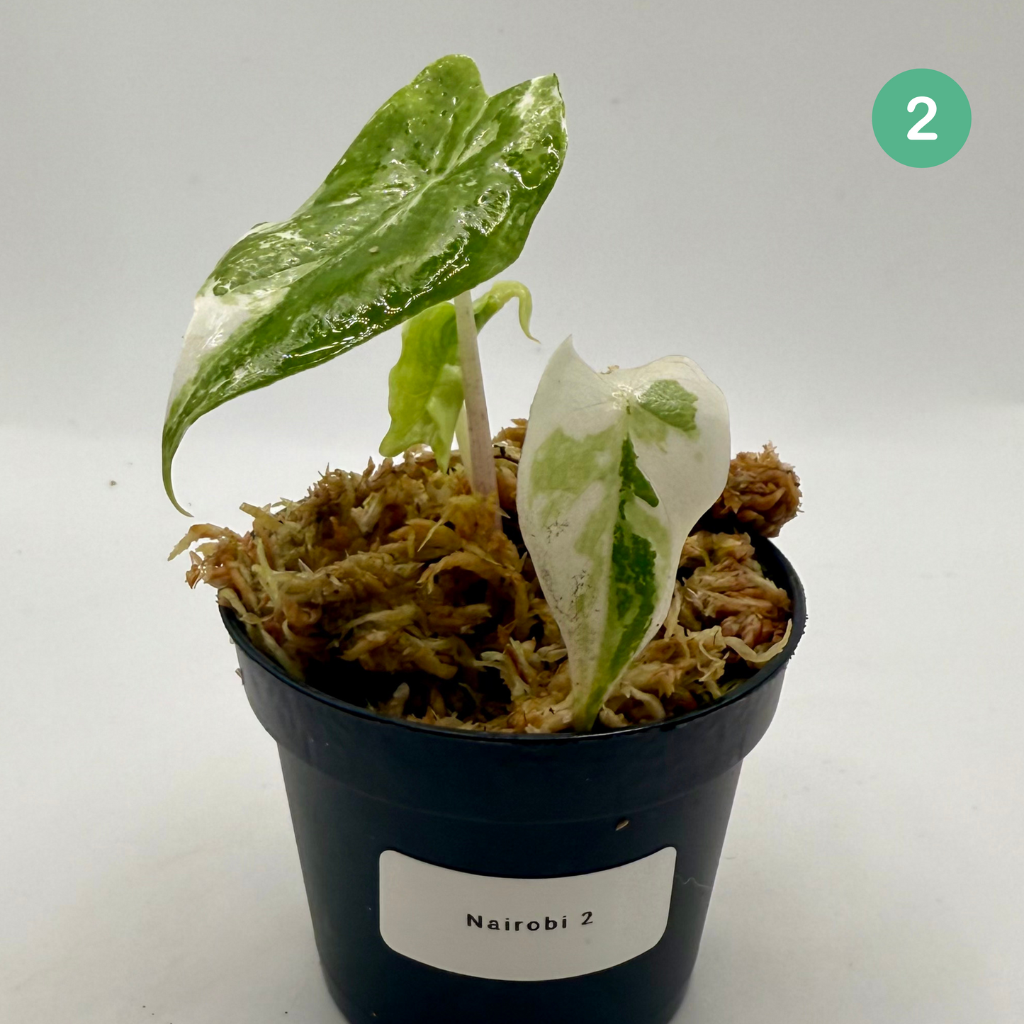 Alocasia Nairobi Nights Variegata