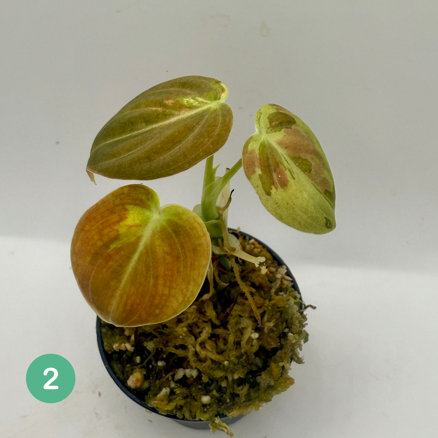 Philodendron Melanochrysum Orange/Pink Variegata