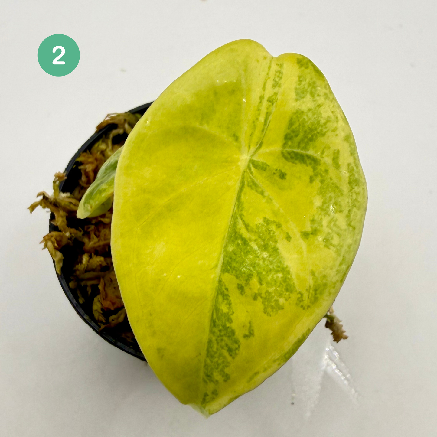 Alocasia Longiloba Aurea Variegata