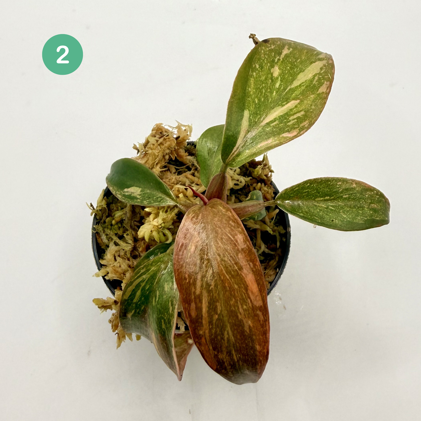 Philodendron Orange Princess Variegated