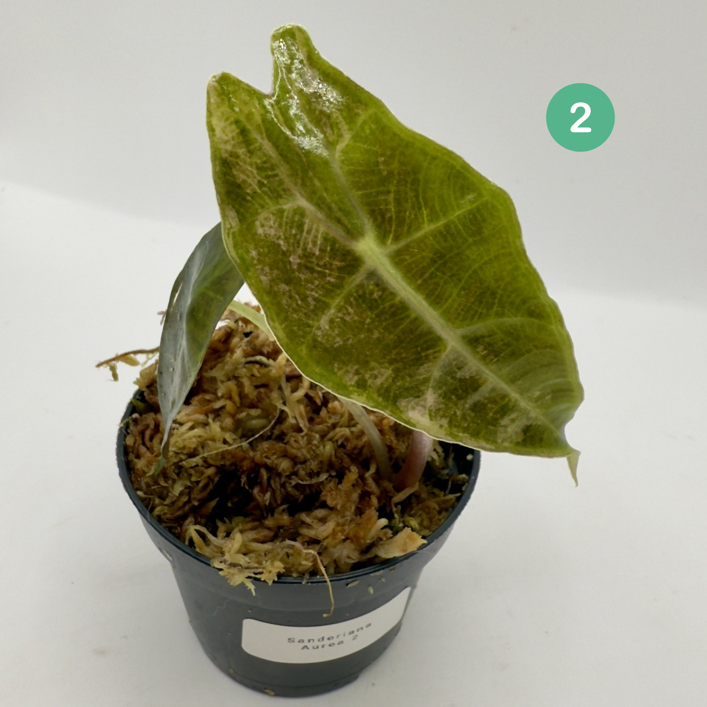 Alocasia Sanderiana Bull Aurea Variegata