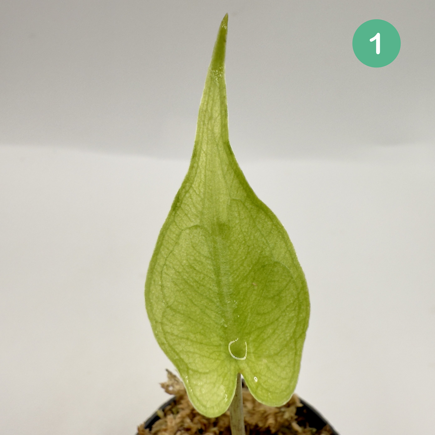 Alocasia Stingray Mint Variegata
