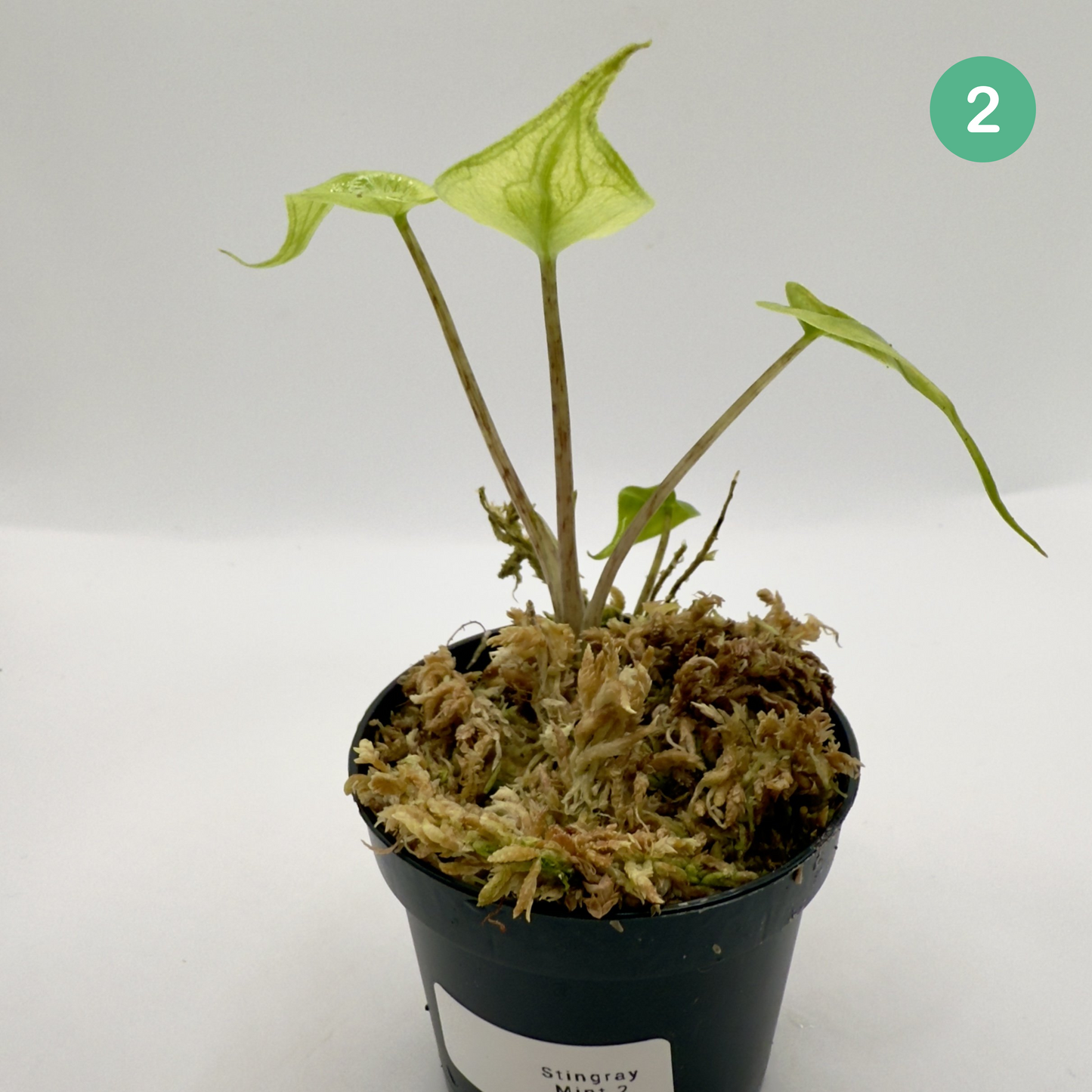 Alocasia Stingray Mint Variegata