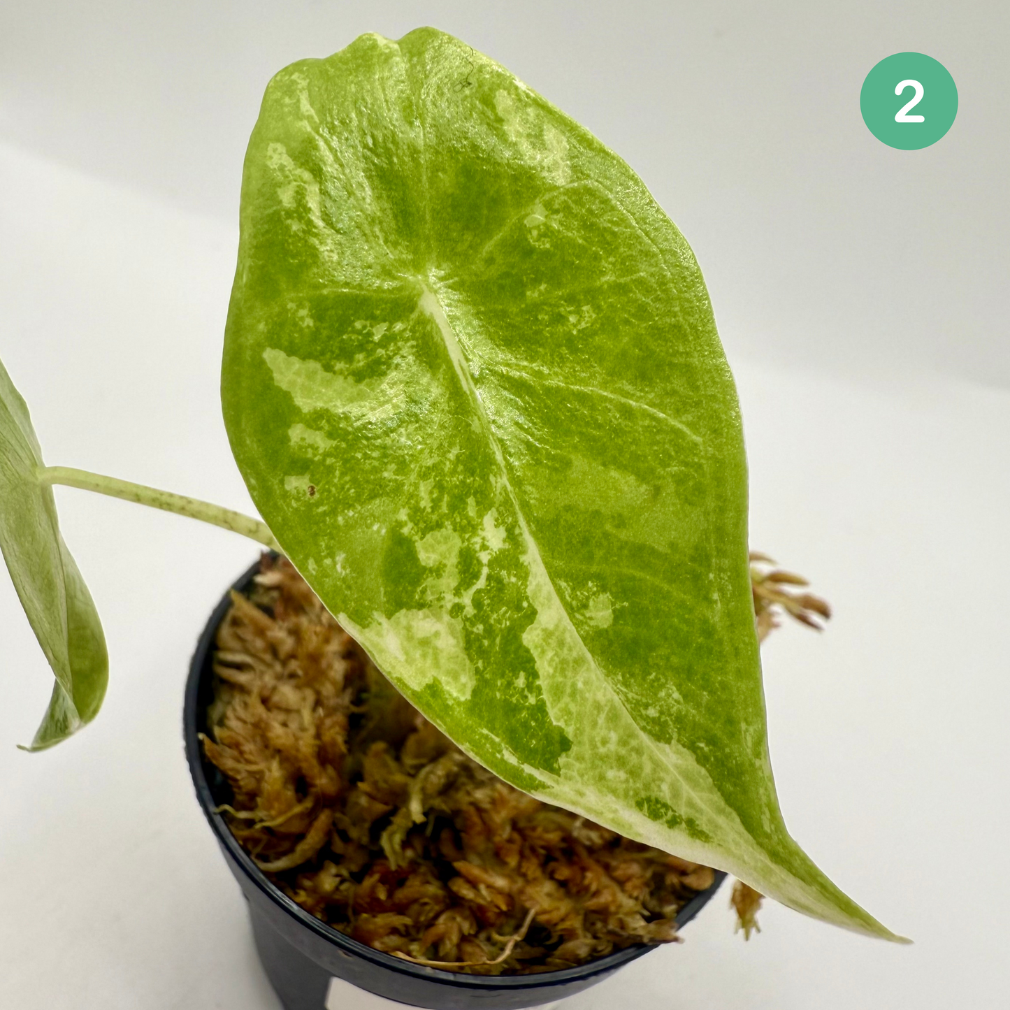 Alocasia Longiloba Albo Variegata