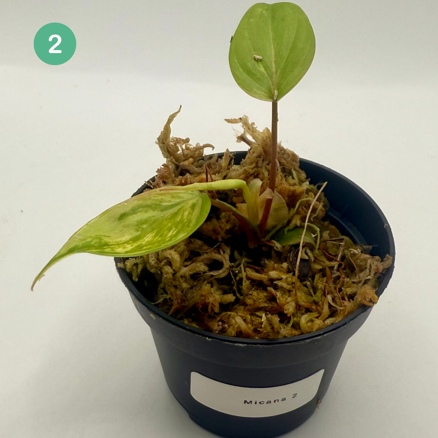 Philodendron Micans Pink/Aurea/Albo Variegated
