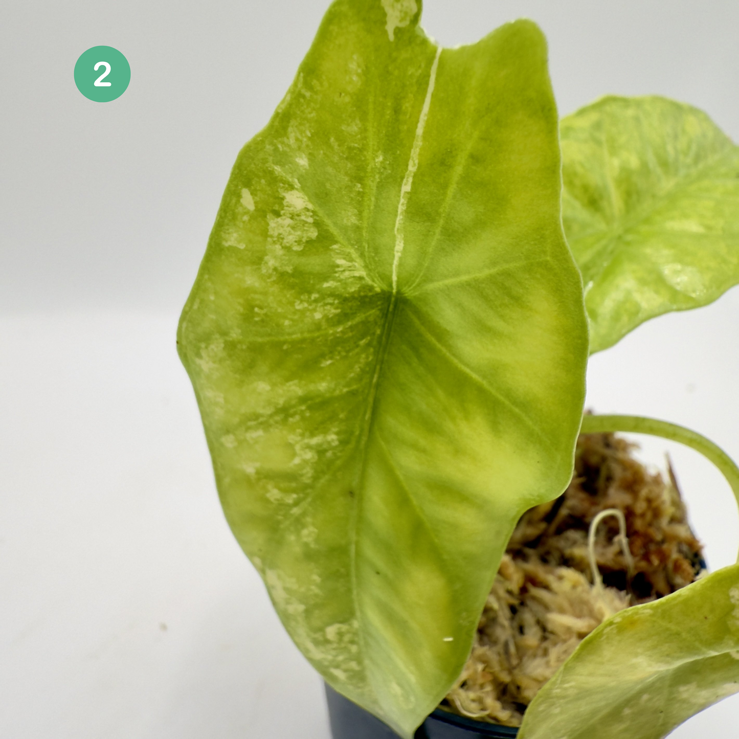 Alocasia Simpo Aurea Variegata